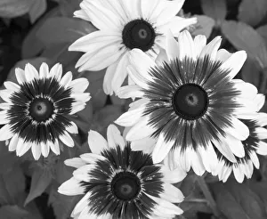 Redmond Prints: WA, Redmond, Gloriosa Daisy