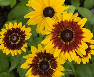 Images Dated 4th August 2020: WA, Redmond, Gloriosa Daisy