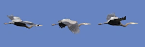 Images Dated 16th February 2016: WA, Redmond, Great Blue Heron (Ardea herodias)