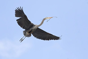 Redmond Prints: WA, Redmond, Great Blue Heron (Ardea herodias)