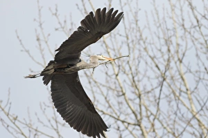 Images Dated 18th March 2015: WA, Redmond, Great Blue Heron (Ardea herodias), flying back to nest with a stick