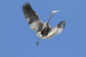 Images Dated 21st March 2015: WA, Redmond, Great Blue Heron (Ardea herodias)