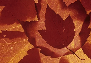 Redmond Prints: WA, Redmond, Maple leaf collage