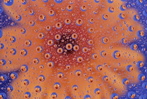 Redmond Prints: WA, Redmond, Orange Mum, reflected in water drops