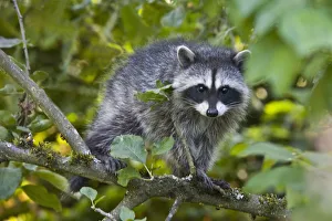 Images Dated 19th July 2008: WA, Redmond, Raccoon, baby raccoon in cherry tree, Procyon Lotor