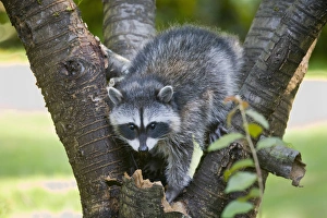 Redmond Prints: WA, Redmond, Raccoon, baby raccoon in cherry tree, Procyon Lotor