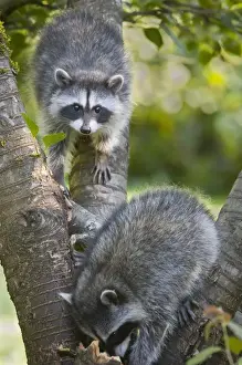 Images Dated 19th July 2008: WA, Redmond, Raccoon, baby raccoons, Procyon Lotor