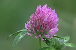 Images Dated 22nd August 2007: WA, Redmond, Red Clover, Trifolium pratense, Pea family
