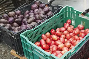 WA, Redmond, Redmond Farmers Market / Redmond Saturday Market
