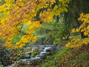 Redmond Prints: WA, Redmond, Stream and Autumn color