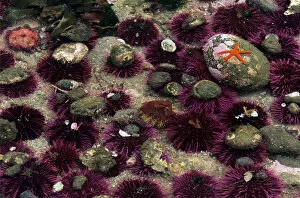 Images Dated 1st May 2007: WA, Salt Creek RA, Red and Purple Sea Urchins (Strongylocentrotus franciscanus &