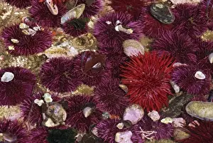 Sea Animal Prints: WA, Salt Creek RA, Red and Purple Sea Urchins (Strongylocentrotus franciscanus
