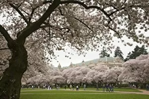 WA, Seattle, Cherry trees in bloom at the University of Washington
