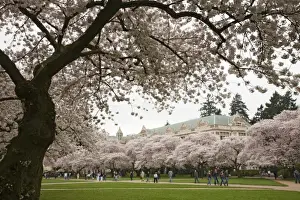 College Prints: WA, Seattle, Cherry trees in bloom at the University of Washington