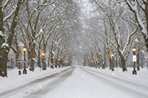 Seattle Prints: WA, Seattle, University of Washington, Snow covered trees and falling snow
