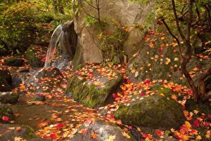 Images Dated 29th October 2010: WA, Seattle, Washington Park Arboretum, Japanese Garden, waterfall with autumn color