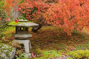 WA, Seattle, Washington Park Arboretum, Japanese Garden, with autumn color