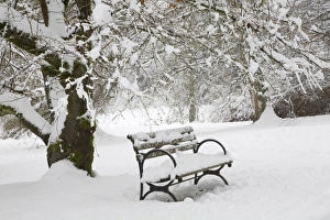 WA, Seattle, Washington Park Arboretum, covered in fresh snow, snow covered bench