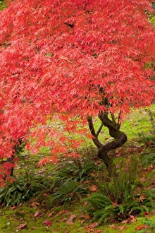 Images Dated 28th October 2010: WA, Seattle, Washington Park Arboretum, Japanese Garden, with autumn color