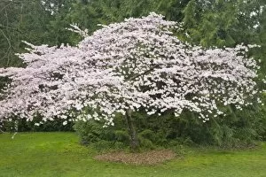 Images Dated 8th April 2008: WA, Seattle, Washington Park Arboretum, Cherry tree in spring