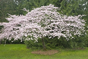 Images Dated 8th April 2008: WA, Seattle, Washington Park Arboretum, Cherry tree in spring