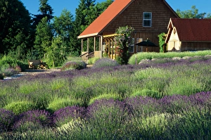 Images Dated 1st May 2007: WA, Sequim, lavendar field and gift shop