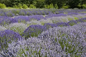 WA, Sequim, Lavender Festival, Sunshine Herb & Lavender Farm