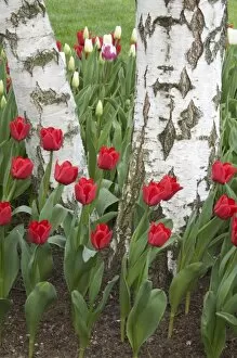 WA, Skagit Valley, Roozengaarde Tulip Garden