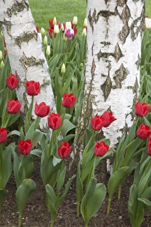 Images Dated 5th April 2007: WA, Skagit Valley, Roozengaarde Tulip Garden