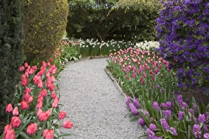 Images Dated 12th April 2007: WA, Skagit Valley, Roozengaarde Tulip Garden