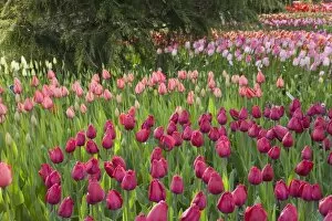 Images Dated 12th April 2007: WA, Skagit Valley, Roozengaarde Tulip Garden