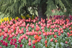 Images Dated 28th April 2009: WA, Skagit Valley, Roozengaarde Tulip Garden, Colorful tulips