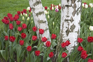 Images Dated 5th April 2007: WA, Skagit Valley, Roozengaarde Tulip Garden