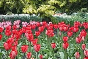 Images Dated 11th April 2008: WA, Skagit Valley, Roozengaarde Tulip Garden