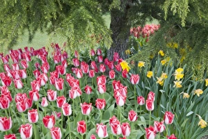 Images Dated 28th April 2009: WA, Skagit Valley, Roozengaarde Tulip Garden, Colorful tulip scene