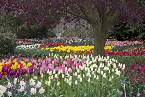 Images Dated 12th April 2007: WA, Skagit Valley, Roozengaarde Tulip Garden