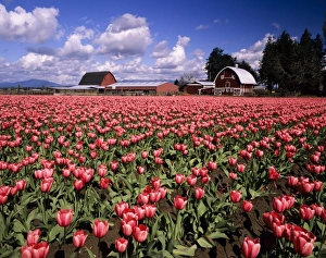 Skagit Prints: WA, Skagit Valley, Skagit Valley Tulip Festival, Tulip and Daffodil Fields