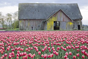 Images Dated 27th April 2009: WA, Skagit Valley, Tulip Field and Barn