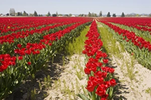 Images Dated 27th April 2009: WA, Skagit Valley, Tulip Field in full bloom