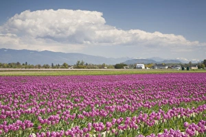 Images Dated 27th April 2009: WA, Skagit Valley, Tulip Field in full bloom