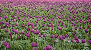Images Dated 27th April 2009: WA, Skagit Valley, Tulip Field in full bloom