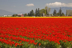 Images Dated 27th April 2009: WA, Skagit Valley, Tulip Field in full bloom