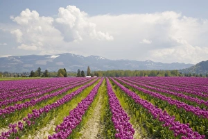 Images Dated 27th April 2009: WA, Skagit Valley, Tulip Field in full bloom