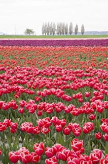 Images Dated 27th April 2009: WA, Skagit Valley, Tulip Field in full bloom