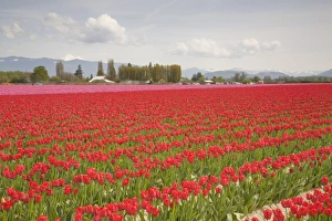 Images Dated 28th April 2009: WA, Skagit Valley, Tulip Field in full bloom