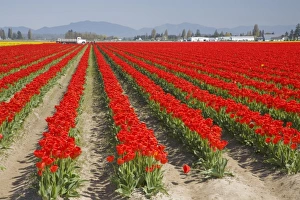 Images Dated 27th April 2009: WA, Skagit Valley, Tulip Field in full bloom