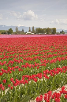 Images Dated 28th April 2009: WA, Skagit Valley, Tulip Field in full bloom