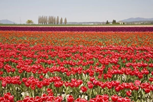 Images Dated 27th April 2009: WA, Skagit Valley, Tulip Field in full bloom