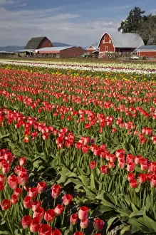 Images Dated 27th April 2009: WA, Skagit Valley, Tulip fields in bloom, at Tulip Towne
