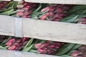 Images Dated 5th April 2007: WA, Skagit Valley, Tulips cut and ready for market
